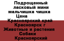 Подрощенный,ласковый мини-мальчишка чишка › Цена ­ 12 000 - Красноярский край, Красноярск г. Животные и растения » Собаки   . Красноярский край